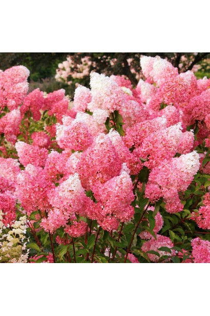 Гортензия Фрамбозин Рэнсам